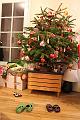 2013-12-24 Reveillon a Maisons-Laffitte 019